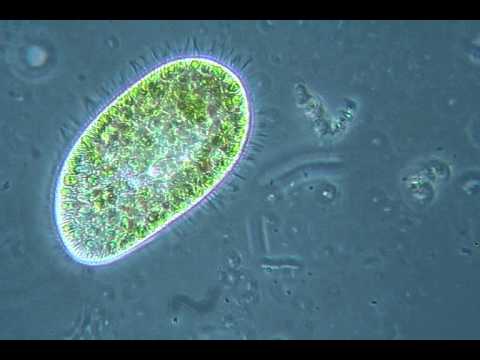 Le lentiggini non passano nellinverno La canzone se lentiggini il sorriso di testo di una canzone