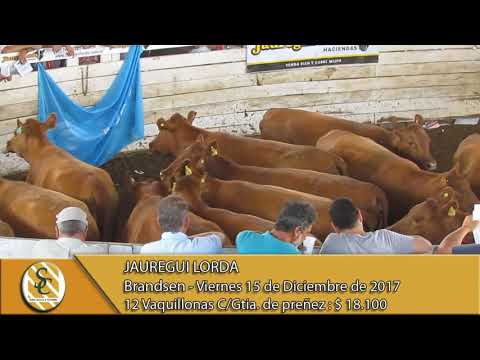 15-12-12 Venta de Vaquillonas Preñadas - Jauregui Lorda - Brandsen.