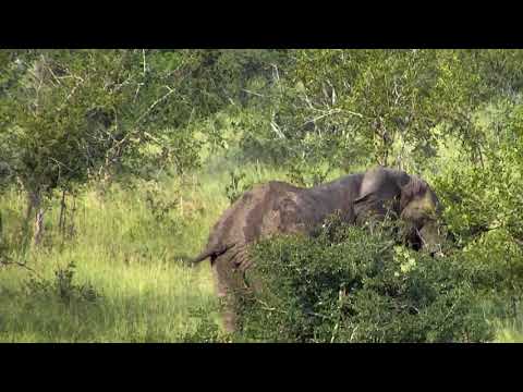 Djuma Private Game Reserve Live Stream: Lone elephant bull in for quick drink