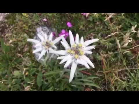 園芸 エーデルワイス