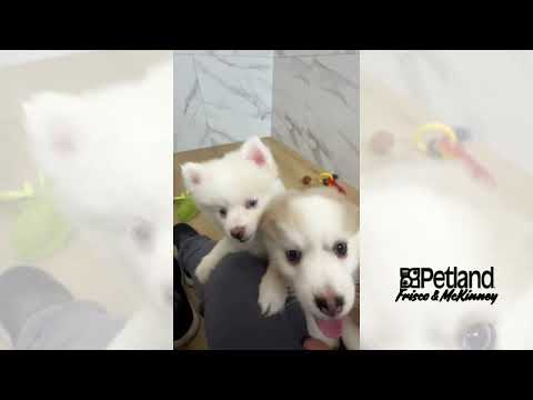 Pomsky 2nd Gen - 40288 video preview