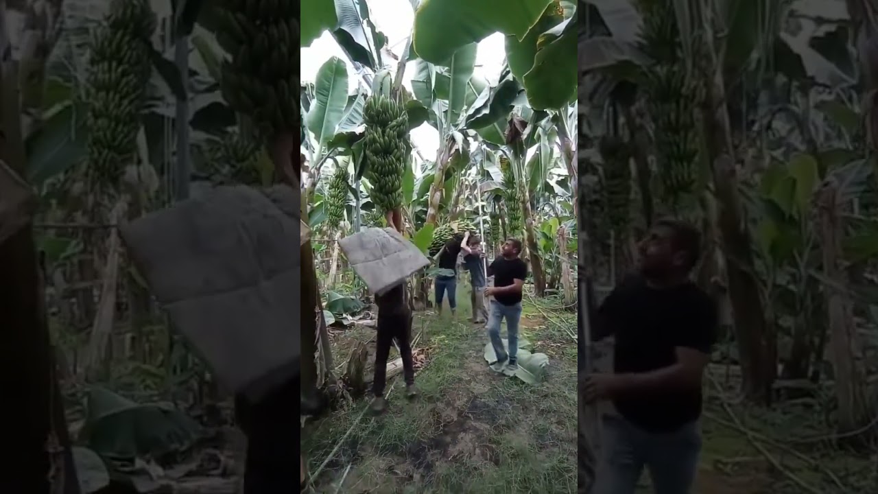 banana 🍌 farming - Good tools and techniques make work easy