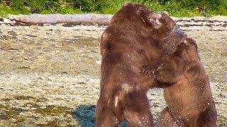 Alaska Brown Bears Fighting Over a Whale Carcass; Katmai National Park