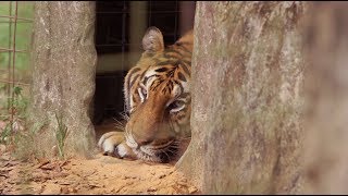 preview picture of video 'Hidden Tiger: Big Cat Rescue'
