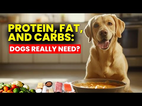 Protein, Fat and Carbs || What Dogs Really Need || Vet Guide to Balanced Nutrition