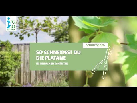 Intratuin - Platane schneiden