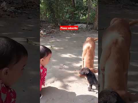 👉Arnesh & Pupy 😁🙏Please Subscribe❤️#baby #cute #viral #trend #shorts #pupy #puppy #dog #doglover