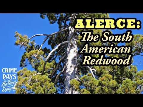 The South American Redwood & Memories of Gondwana