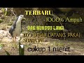 SUARA Pikat Ruak Ruak Paling Gacor Ampuh Dijamin 1000