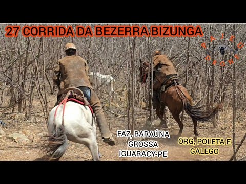 (DRONE) 27 CORRIDA DA BEZERRA BIZUNGA FAZ, BARAÚNA GROSSA IGUARACY-PE ORG, POLETA E GALEGO 