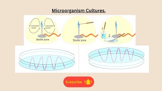Microorganism Cultures for AQA GCSE Biology