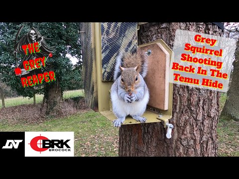 Grey Squirrel Shooting Back In The TEMU Hide