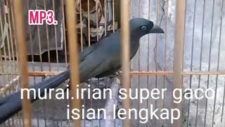 Download lagu isian gacorcor.murai irian.. mp3