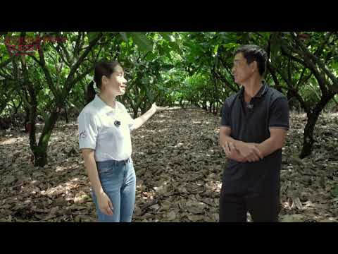 [Cacao bền vững] - Passo 3: Vực dậy từ cacau sau khi vay ngân hàng