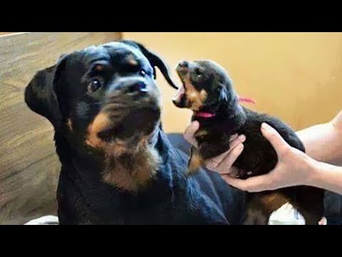 Quand vos chiens se déchaînent !! vidéos de chiens drôles et mignons 2023