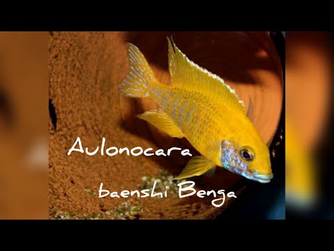 download lagu mp3 mp4 Aulonocara Baenshi Benga, download lagu Aulonocara Baenshi Benga gratis, unduh video klip Aulonocara Baenshi Benga
