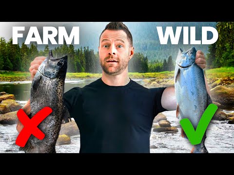 Doctor weighs in on the farmed salmon vs wild salmon debate