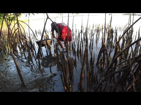 SE02EP002 Part 2 - PAGKAIN sa PUTIK | BAKAWAN ng Malicboy, Pagbilao Quezon