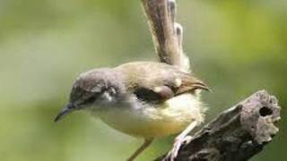 Download lagu Mp3 Pancingan suara ciblek untuk pikat burung di alam liar mp3 Download lagu Mp3 Pancingan suara ciblek untuk pikat burung di alam liar mp3