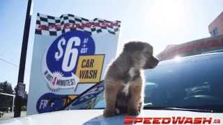 Puppy loves to get his car washed at SpeedWash!