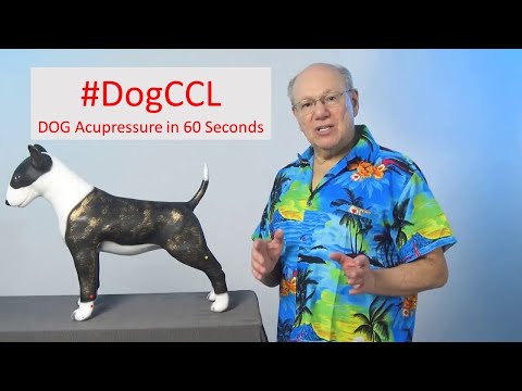 Pawsitive Steps: Unlocking the Healing Power of Acupressure for Your Dog's CCL