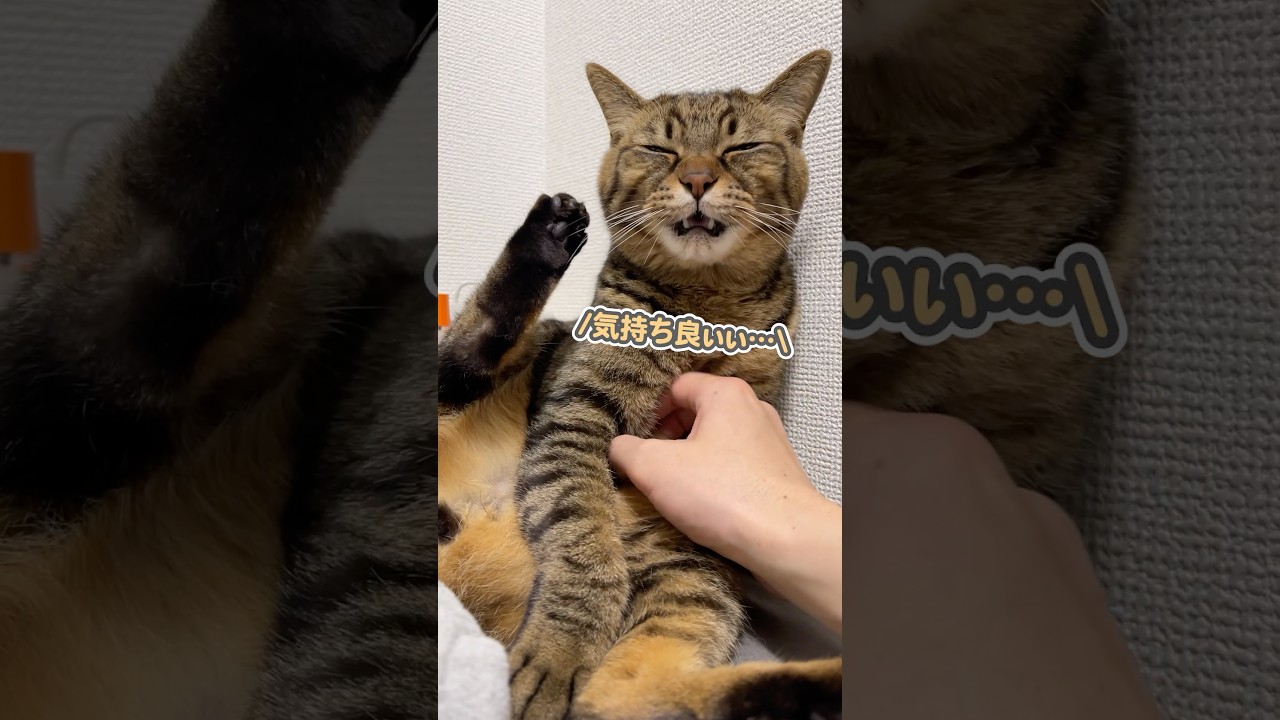 「気持ち良すぎぃ…」と、至福の表情でなでなでを受け入れる猫
