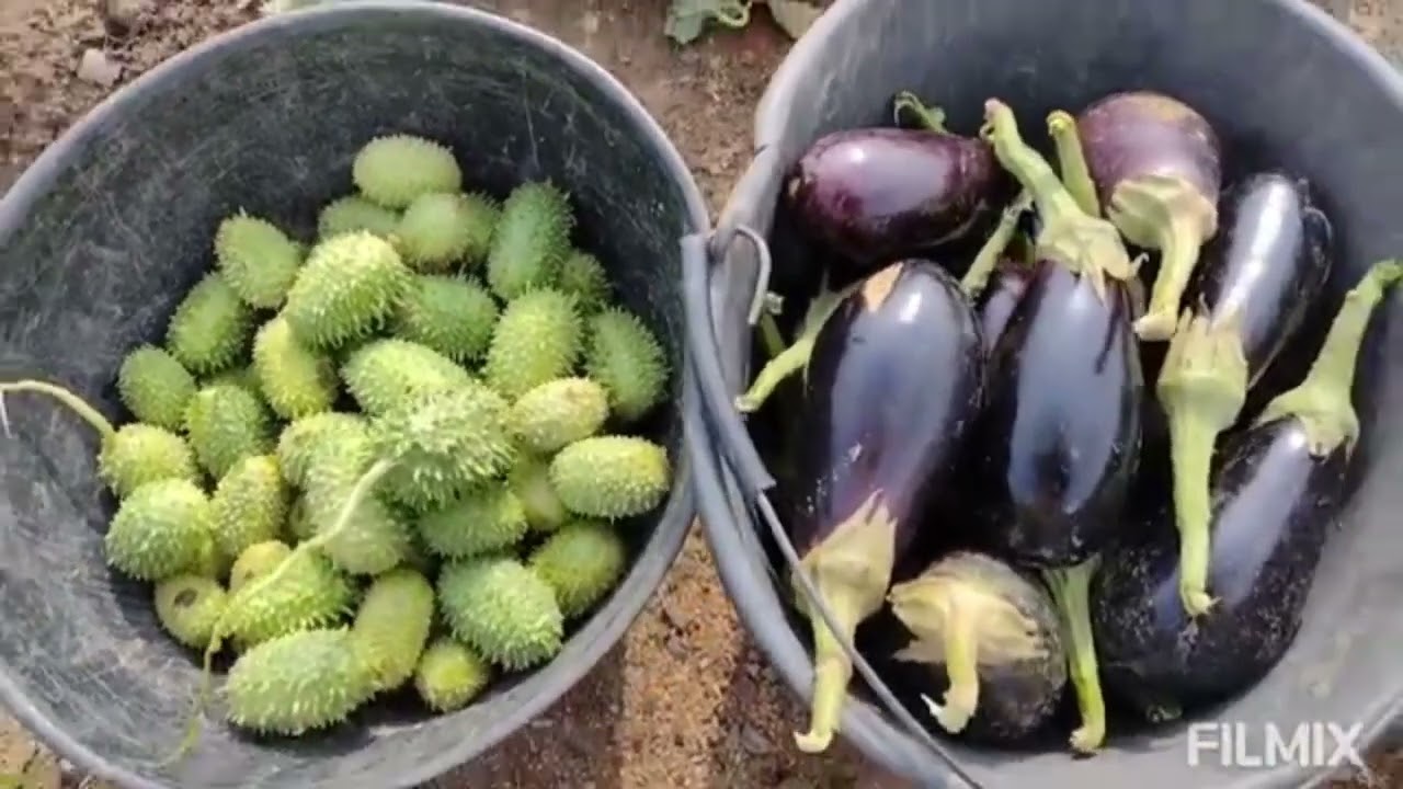 Roça produzindo colheita maravilhosa