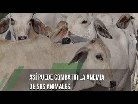 , title : 'Así puede combatir la anemia de sus animales - TvAgro por Juan Gonzalo Angel Restrepo'