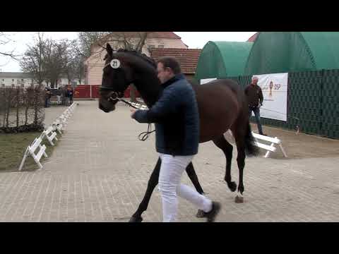 21 --- Balou Star / Quidam de Revel / Lasino, *2019