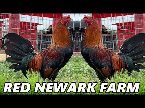 Sweater Col Givens Roundhead Kelso - RED NEWARK FARM Beautiful Birds