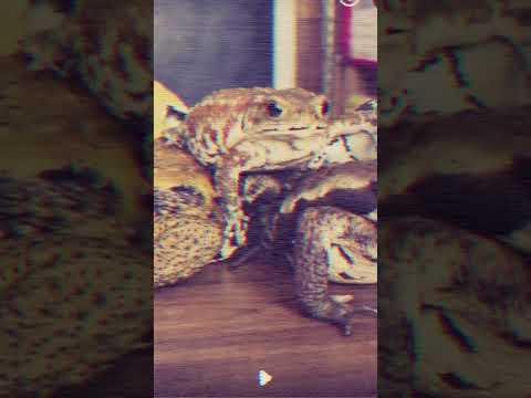 本物のヒキガエル 植物