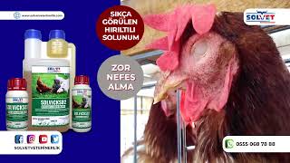 Kanatlı Hayvanlarınız Rahat Nefes Alsın SOLVICKS02 / Solvet Veterinerl