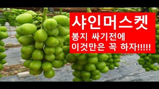 샤인머스켓 봉지싸기전에 꼭 해야할 것들