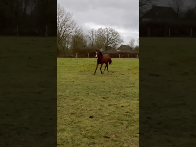 &Agrave; vendre poulain de 2025 SF par Falko de Hus