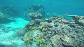 Scuba Diving: Milln and Flynn Reefs (GBR)