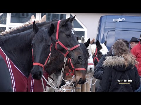 Darf's ein Pferd mehr sein? Wir in BB