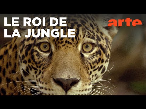Sur la piste du jaguar au Guyana | ARTE Évasion