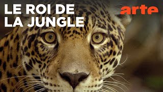 Sur la piste du jaguar au Guyana | ARTE Évasion 