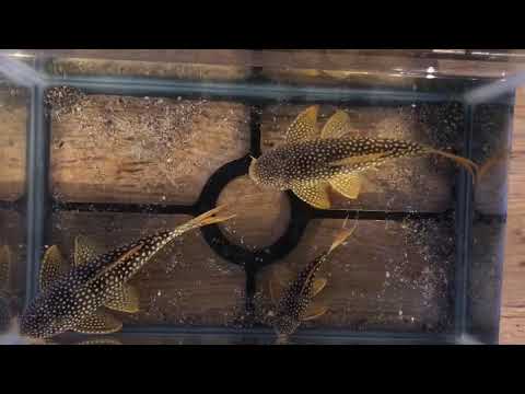 L14 Scobiancistrus aureatus