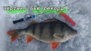 Как ловят окуня на черта