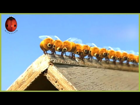 Beehive On A Troll 🐝 Minuscule | 20' Compilation