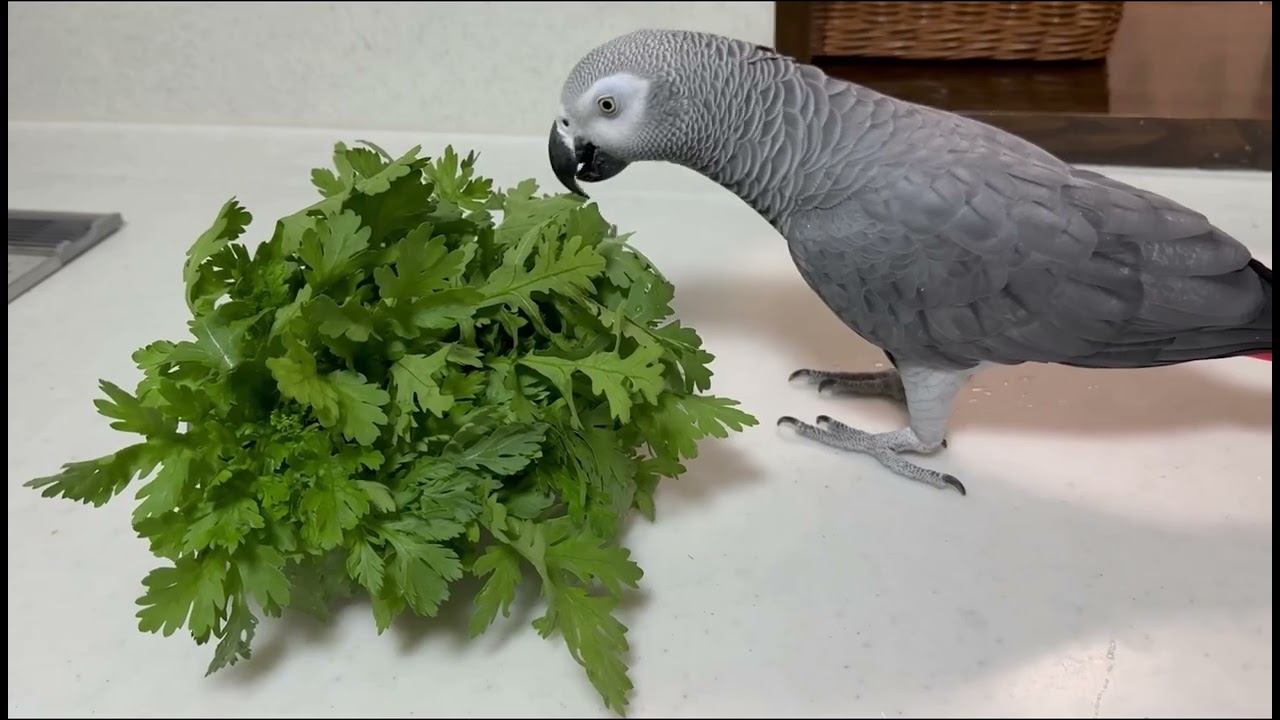 春菊はあまり好きではないので小さい声で何かボソッと言って、そして最後はスルー😁