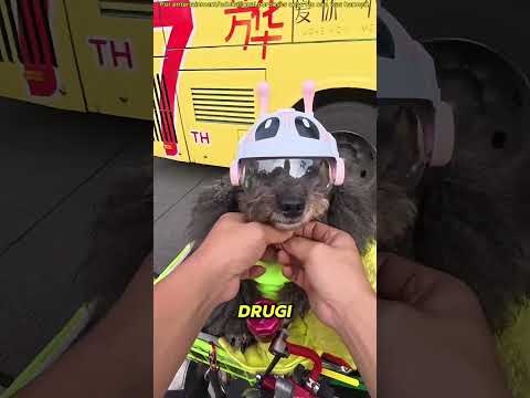 🐶🏍️ Te Trzy Pieski Mają Własne Miejsca na Motocyklu!#shortvideo #youtubeshorts