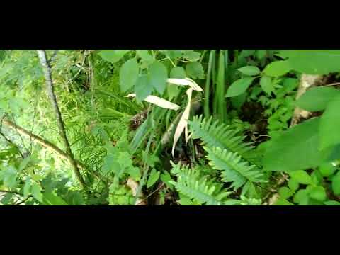 Explorando La Posa la Pilona En Rosario De Mora San Salvador