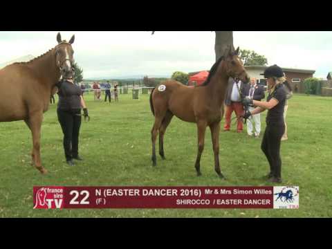 TBA Foal Show 2016 : Lot 22 - N (EASTER DANCER 2016)