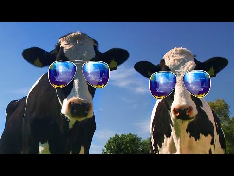 Funny Cow Dance And Chicken Song 10 – Funny Cow and Chicken Videos Together