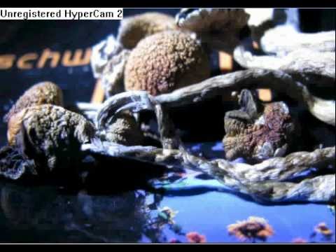 Tryptamoon - The Philosophy of freedom