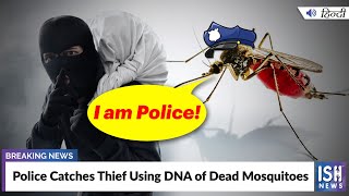 Police Catches Thief Using DNA of Dead Mosquitoes