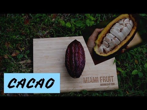 All about cacao: when it's ripe + how to eat it