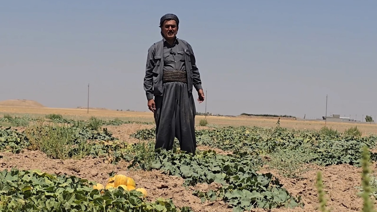 ڤیدیۆ | جووتیارێك لەخورماتوو بێ بەرامبەر كاڵەك دەبەخشێتە خەڵك و رێبوارانی ناوچەكە